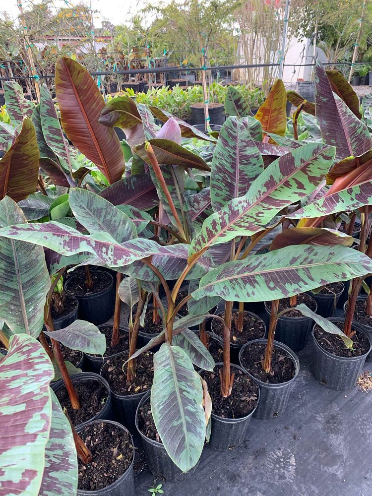 musa-acuminata-zebrina-red-banana-banana-rojo-musa-sumatrana-zebrina