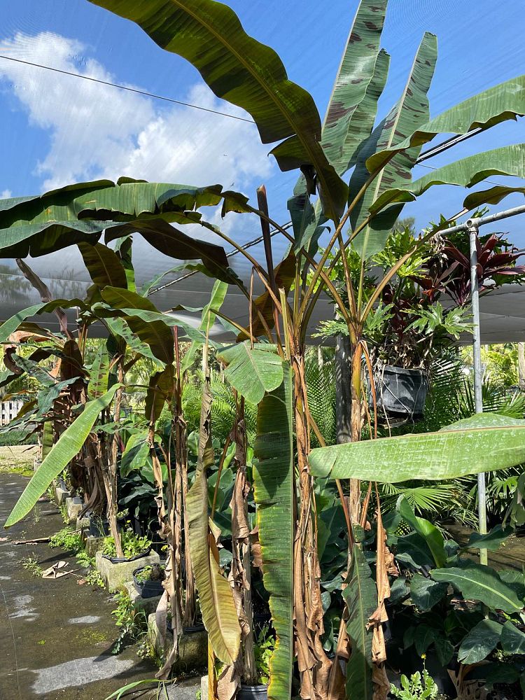 musa-acuminata-zebrina-red-banana-banana-rojo-musa-sumatrana-zebrina