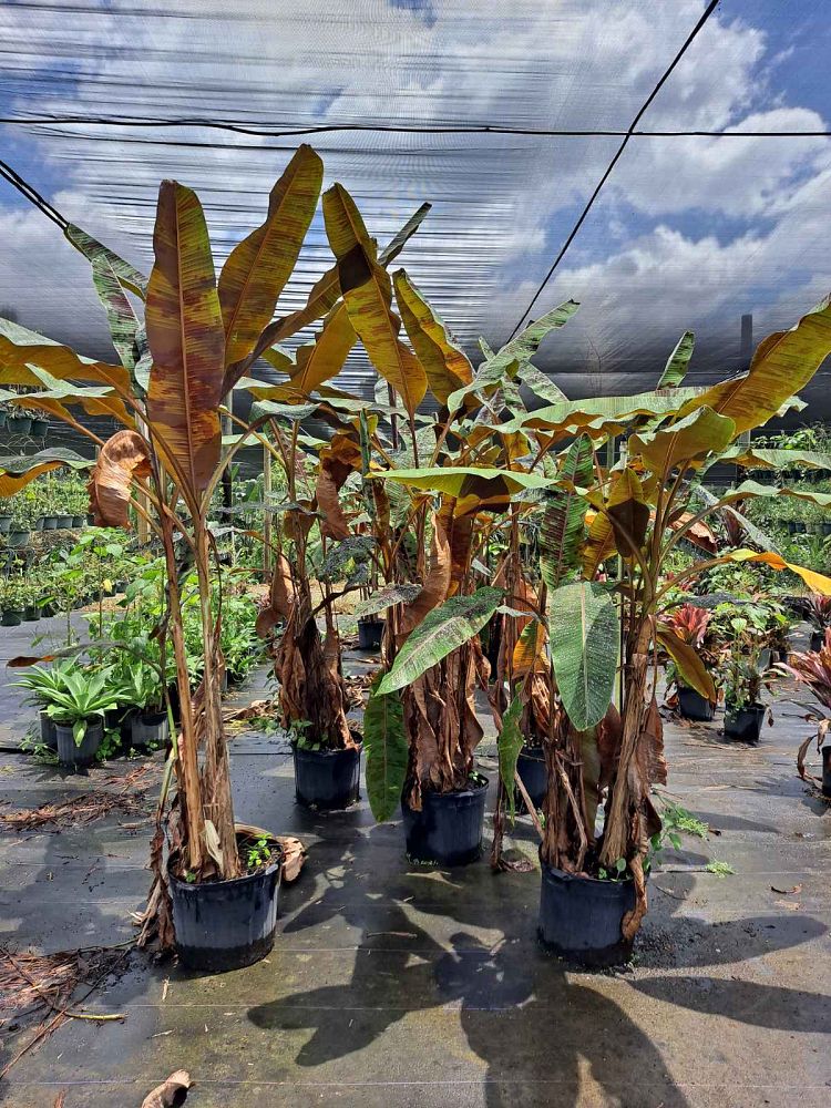 musa-acuminata-zebrina-red-banana-banana-rojo-musa-sumatrana-zebrina