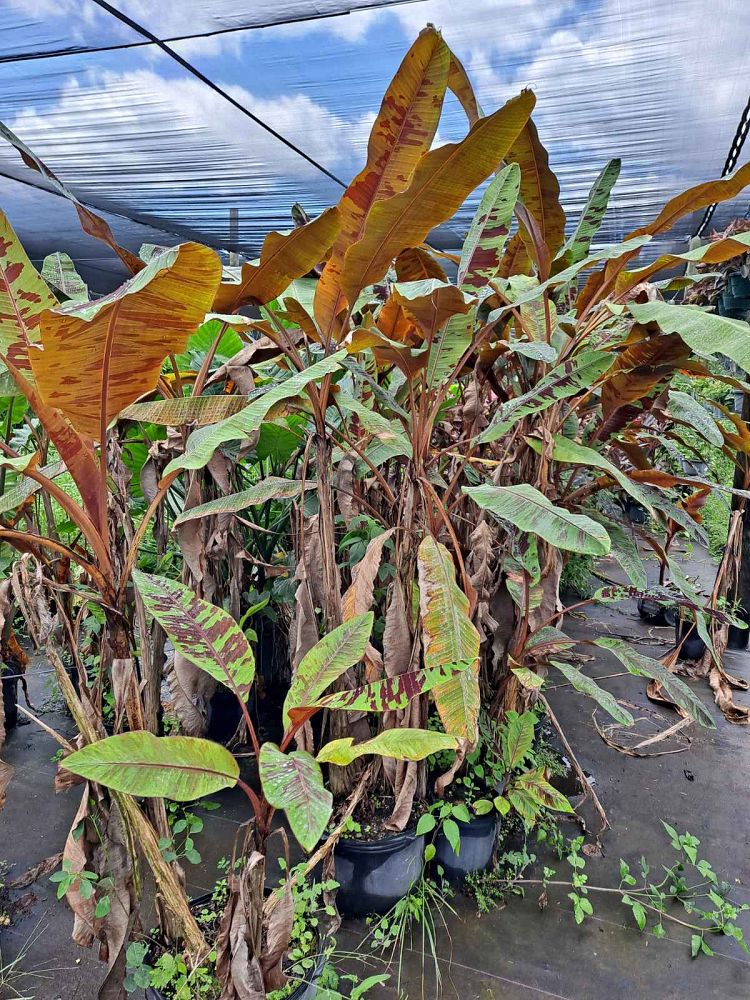 musa-acuminata-zebrina-red-banana-banana-rojo-musa-sumatrana-zebrina
