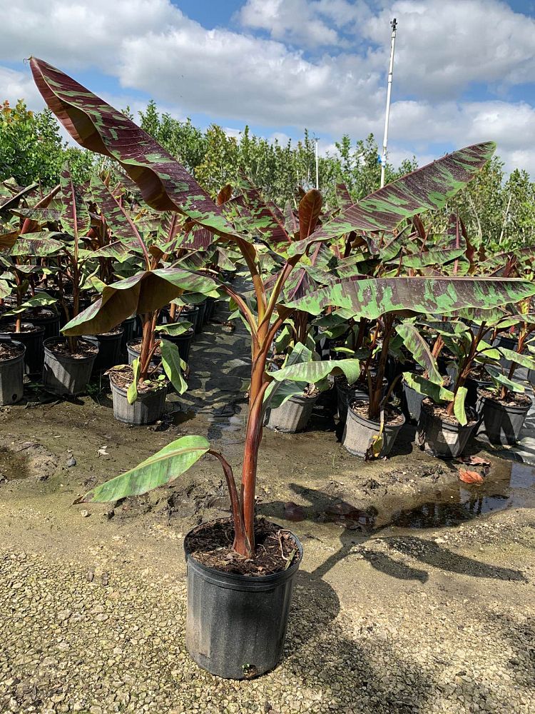 musa-acuminata-zebrina-red-banana-banana-rojo-musa-sumatrana-zebrina