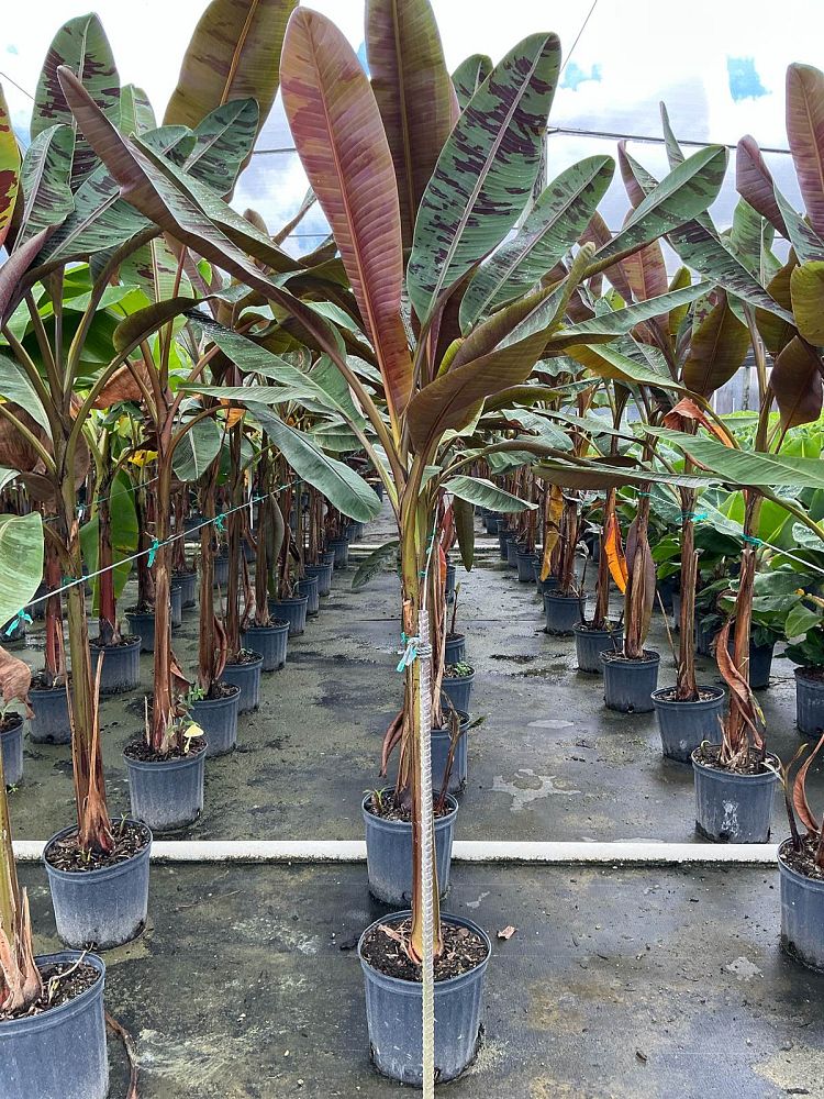 musa-acuminata-zebrina-red-banana-banana-rojo-musa-sumatrana-zebrina