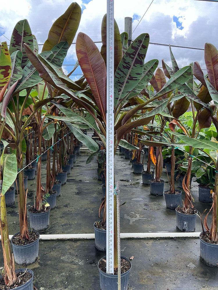 musa-acuminata-zebrina-red-banana-banana-rojo-musa-sumatrana-zebrina