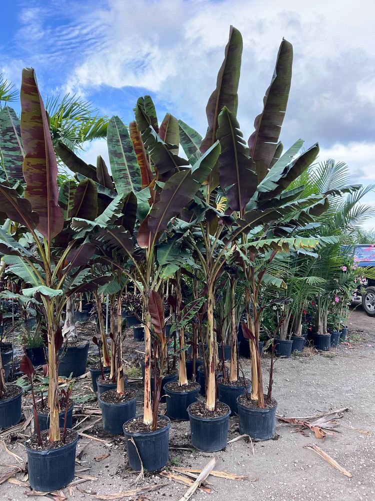 musa-acuminata-zebrina-red-banana-banana-rojo-musa-sumatrana-zebrina
