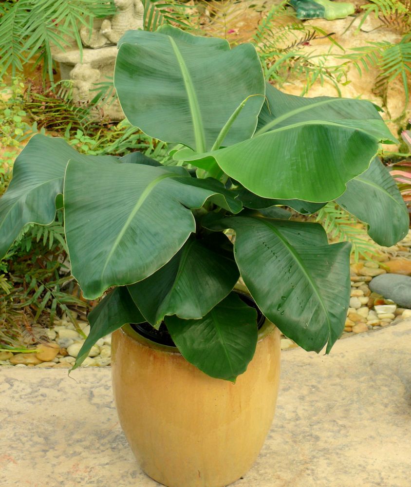 musa-banana