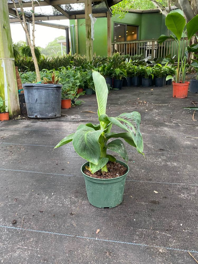 musa-banana
