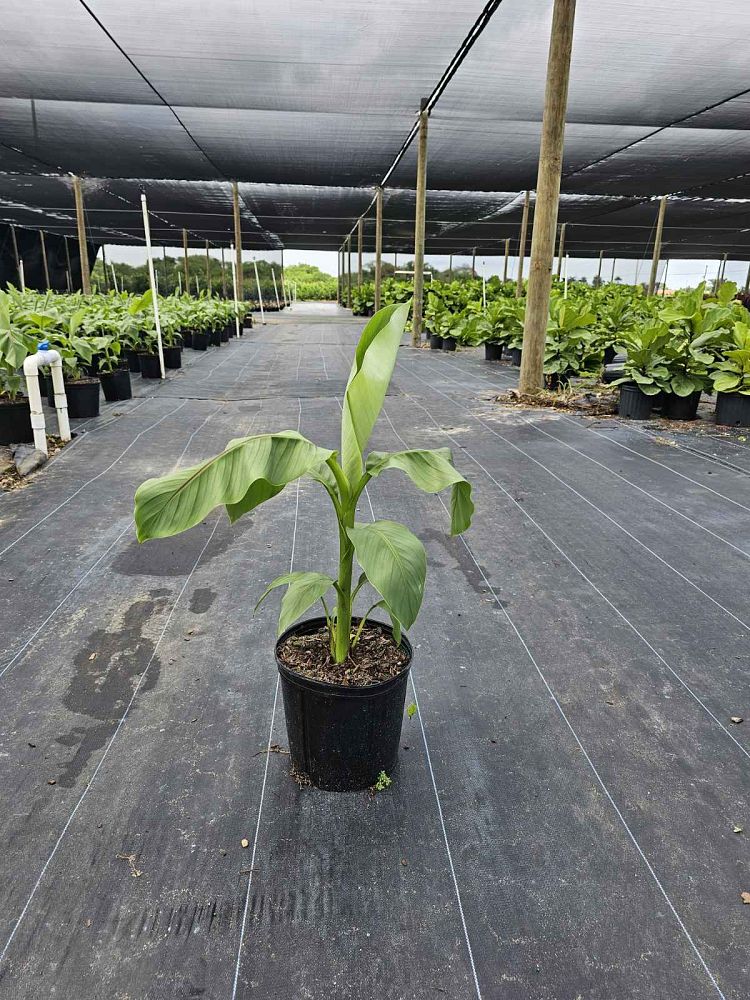 musa-banana