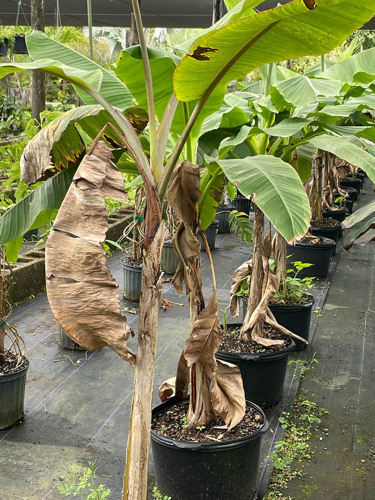 musa-basjoo-banana-basjoo