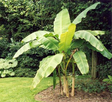musa-basjoo-banana-basjoo
