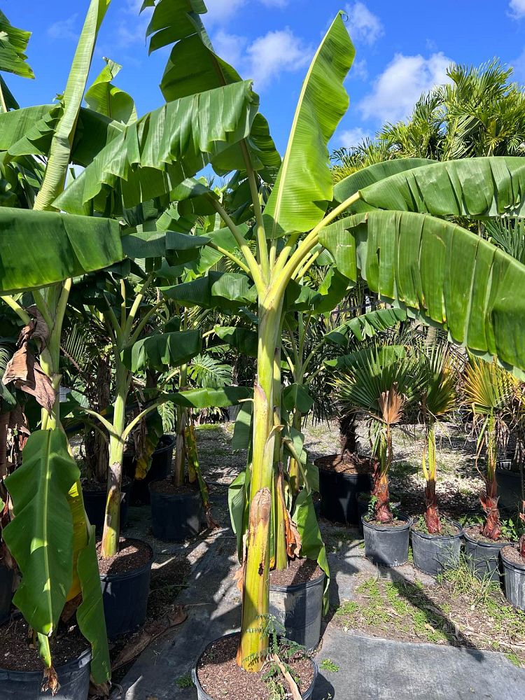 musa-basjoo-banana-basjoo