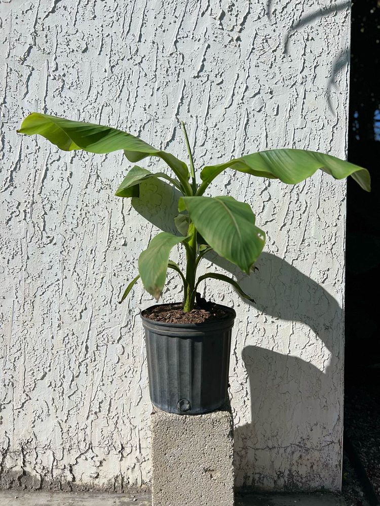 musa-basjoo-banana-basjoo