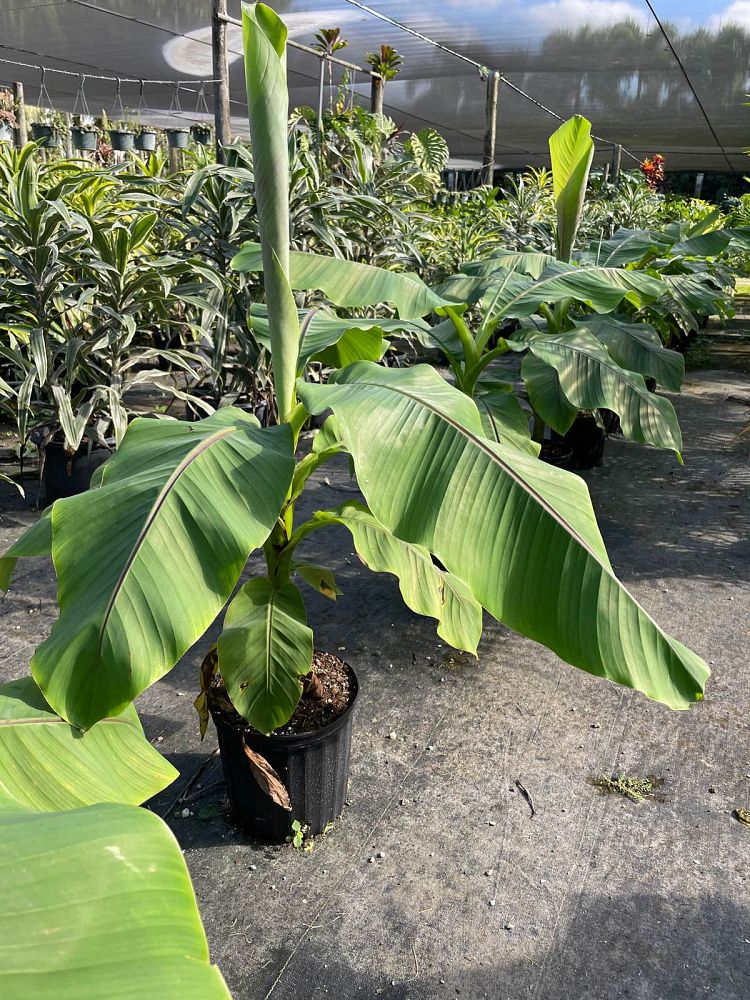 musa-basjoo-banana-basjoo