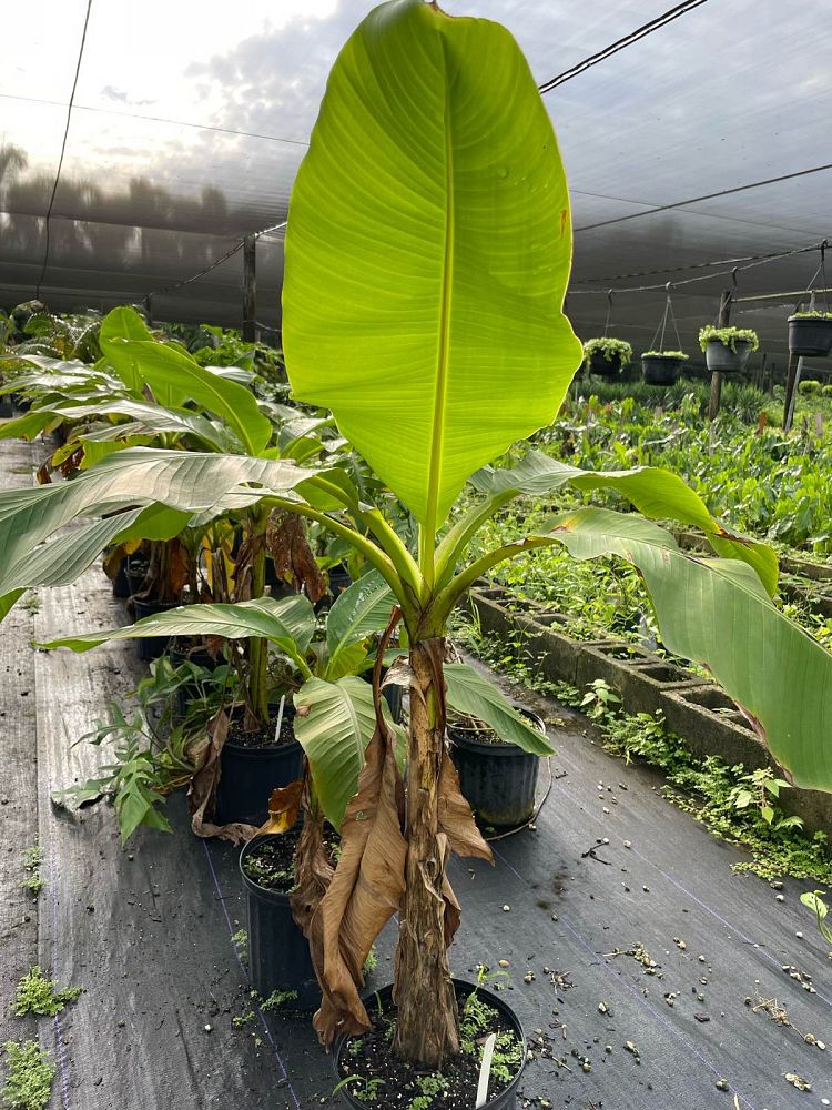 musa-basjoo-banana-basjoo