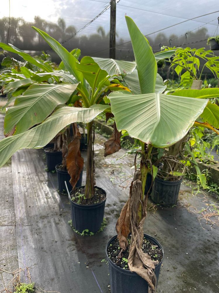 musa-basjoo-banana-basjoo