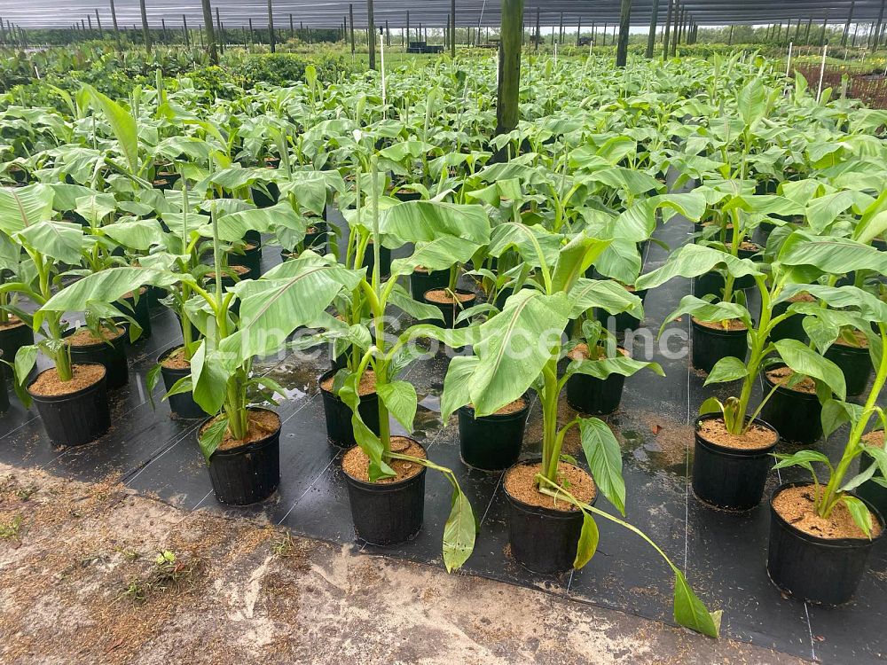 musa-basjoo-banana-basjoo