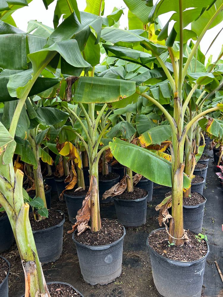 musa-basjoo-banana-basjoo