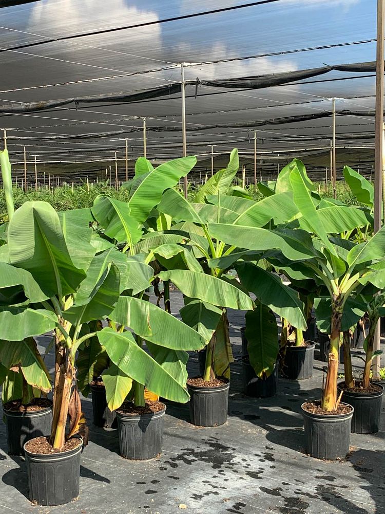 musa-basjoo-banana-basjoo