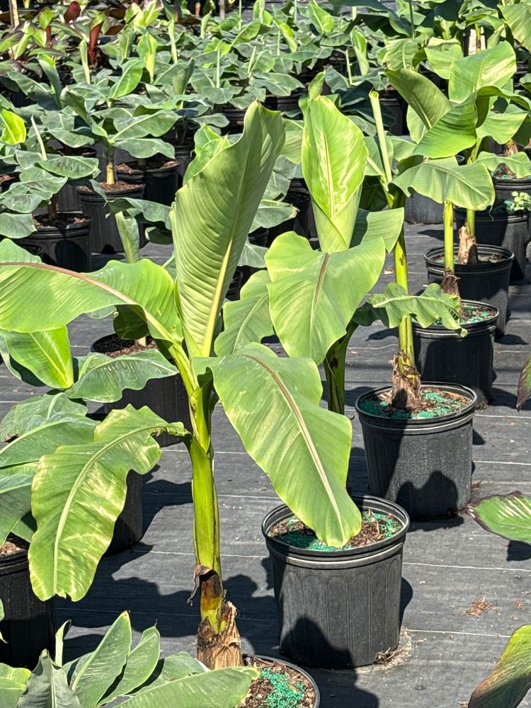 musa-basjoo-banana-basjoo