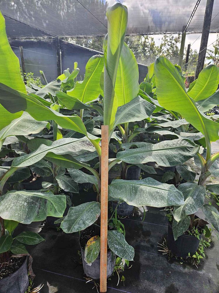 musa-basjoo-banana-basjoo