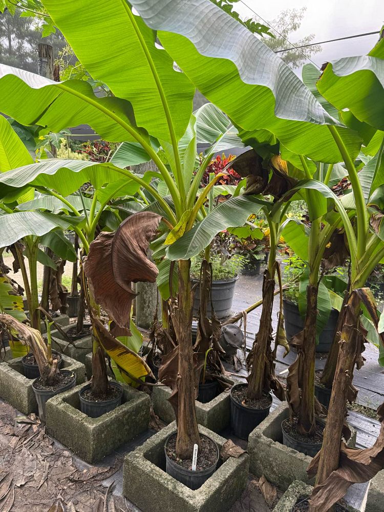 musa-basjoo-banana-basjoo