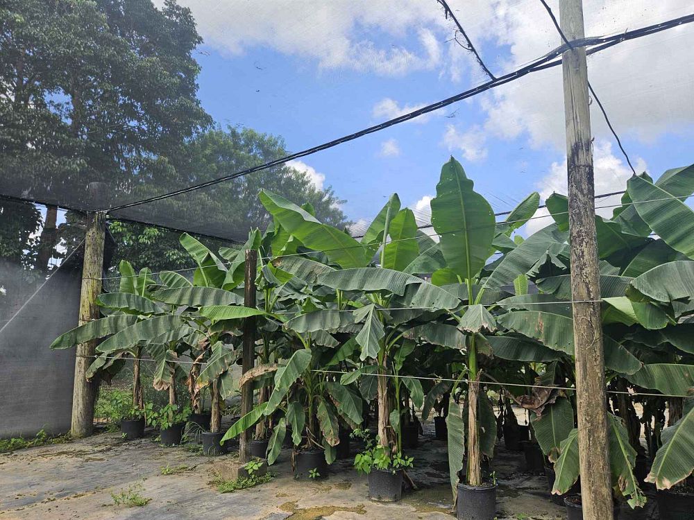 musa-basjoo-banana-basjoo