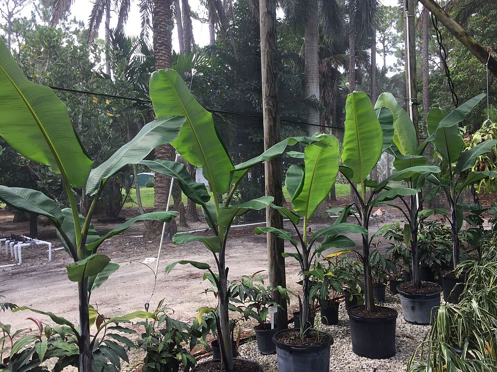 musa-black-thai-banana