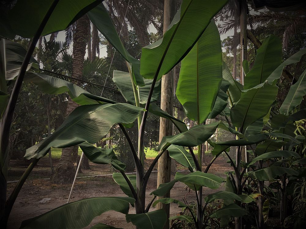 musa-black-thai-banana
