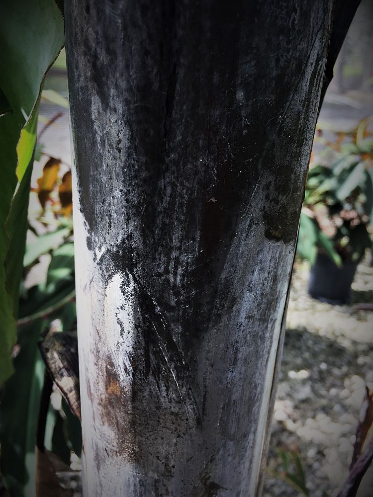 musa-black-thai-banana