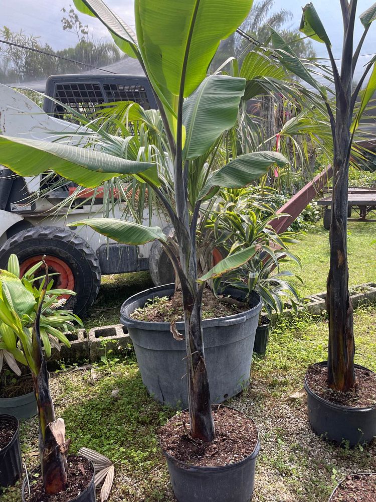 musa-black-thai-banana