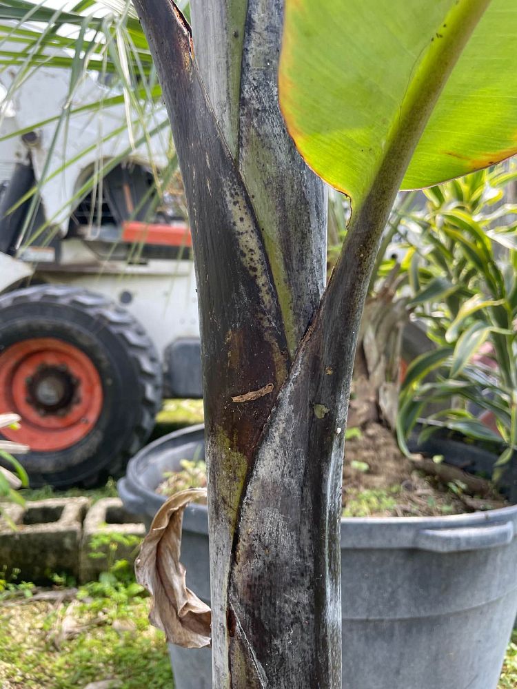musa-black-thai-banana