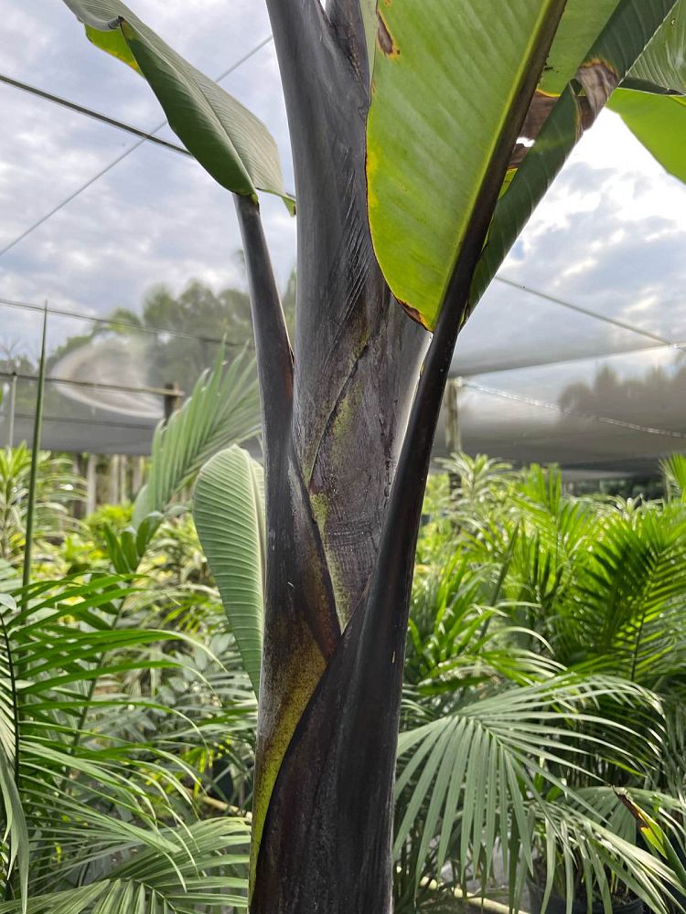 musa-black-thai-banana