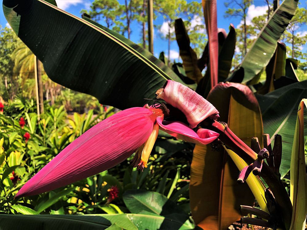 musa-bordelon-banana-bordelon