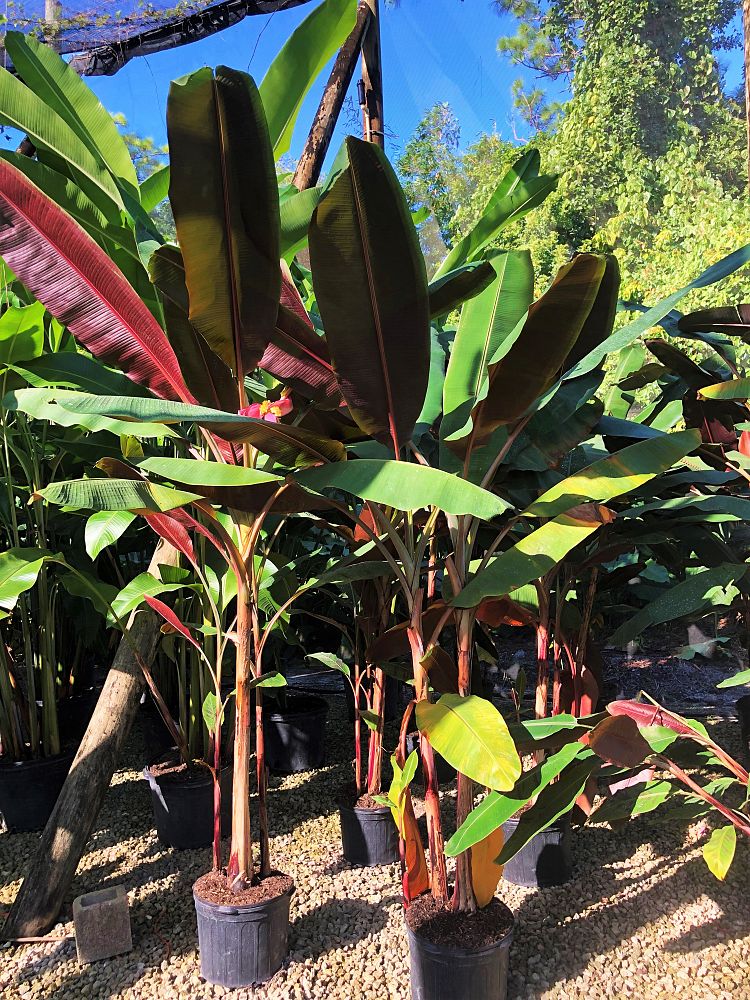 musa-bordelon-banana-bordelon