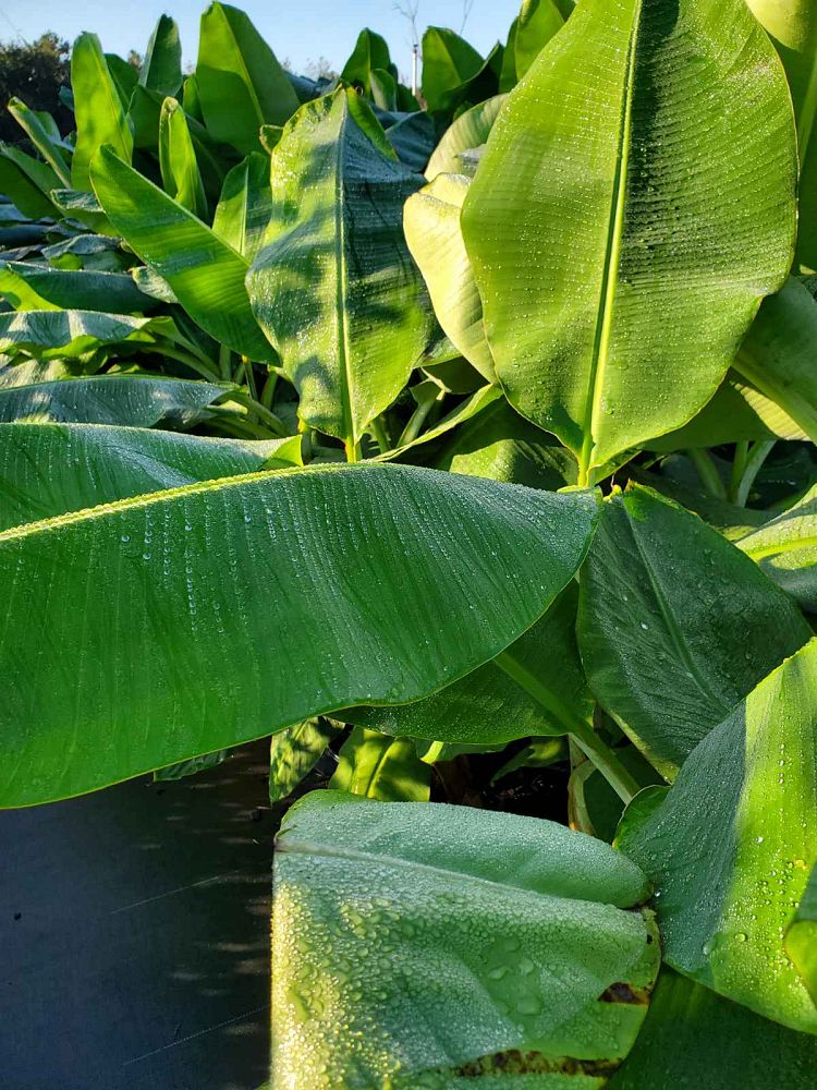 musa-double-mahoi-banana