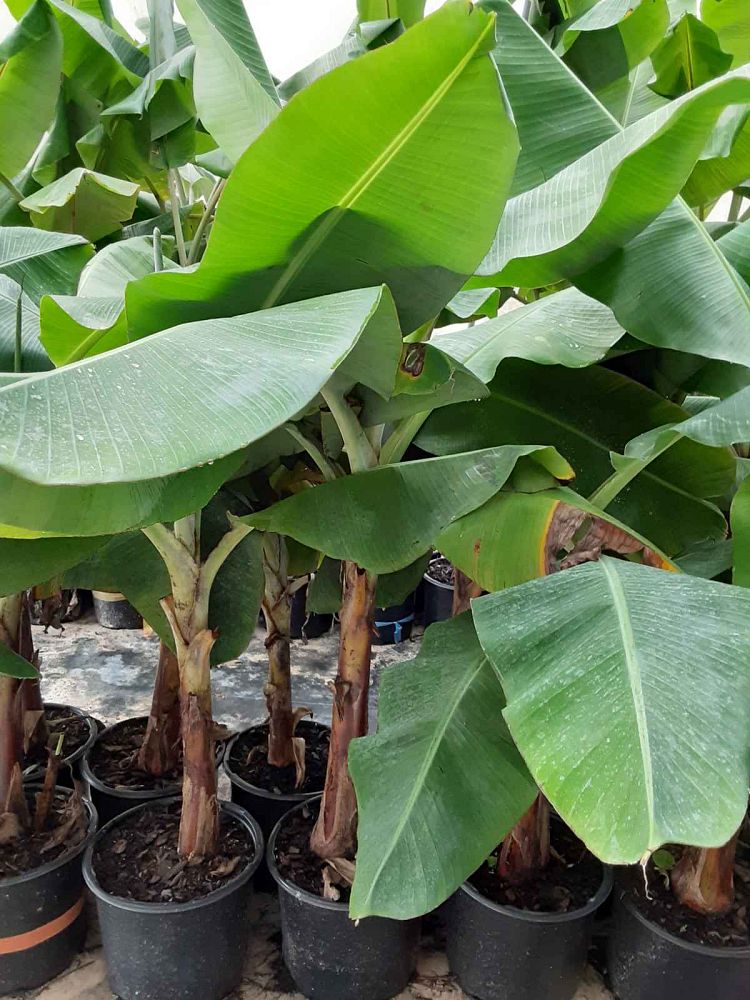 musa-double-mahoi-banana