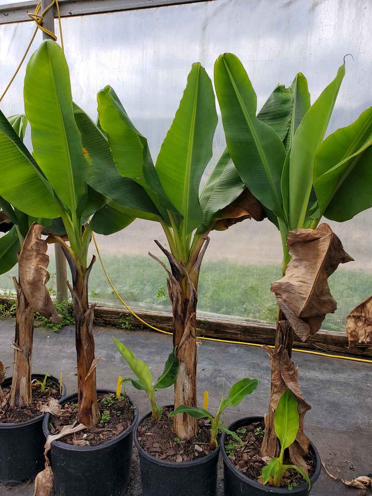 musa-double-mahoi-banana