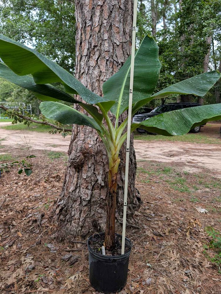 musa-double-mahoi-banana