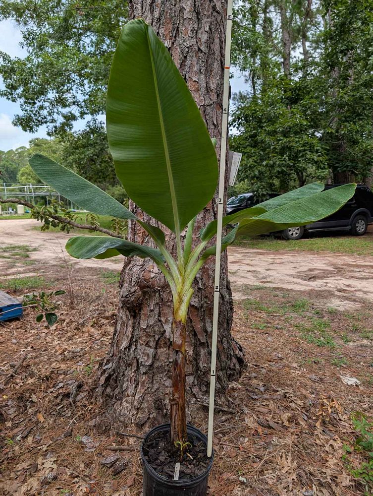 musa-double-mahoi-banana