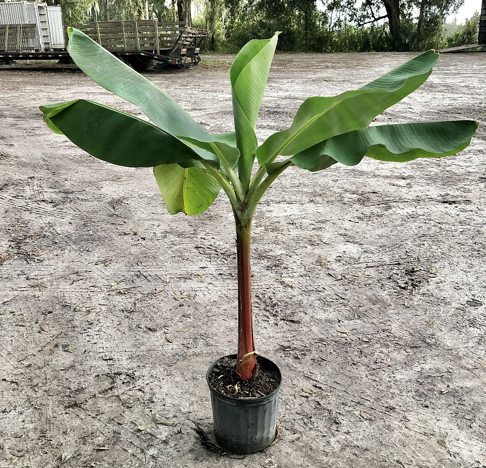 musa-dwarf-green-banana