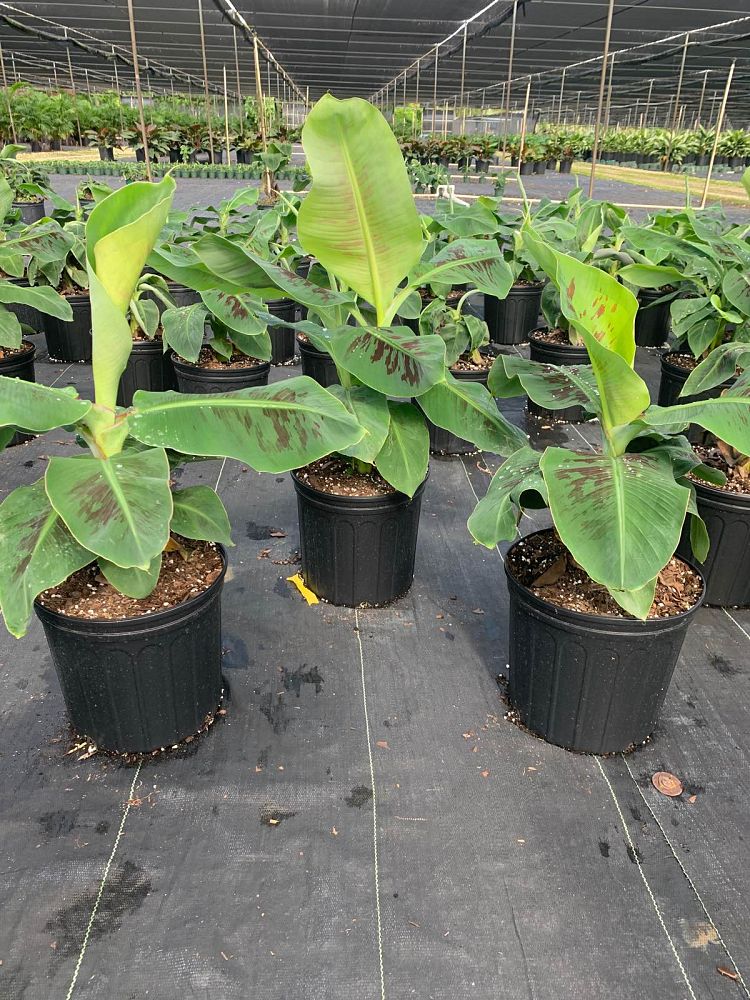 musa-dwarf-green-banana
