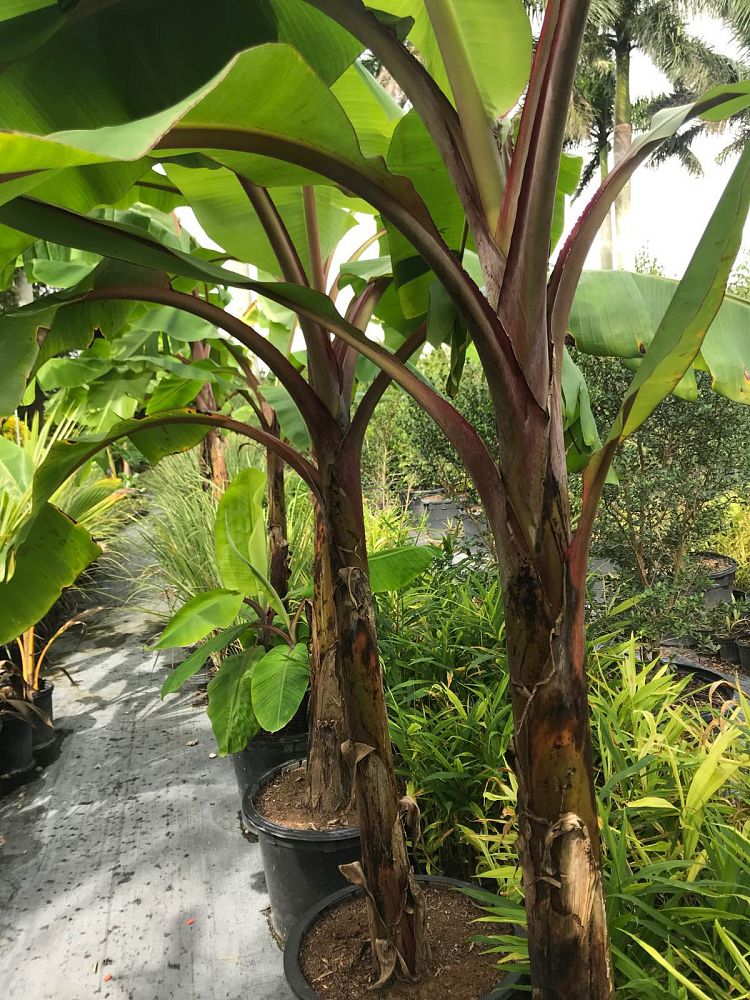 musa-dwarf-red-banana