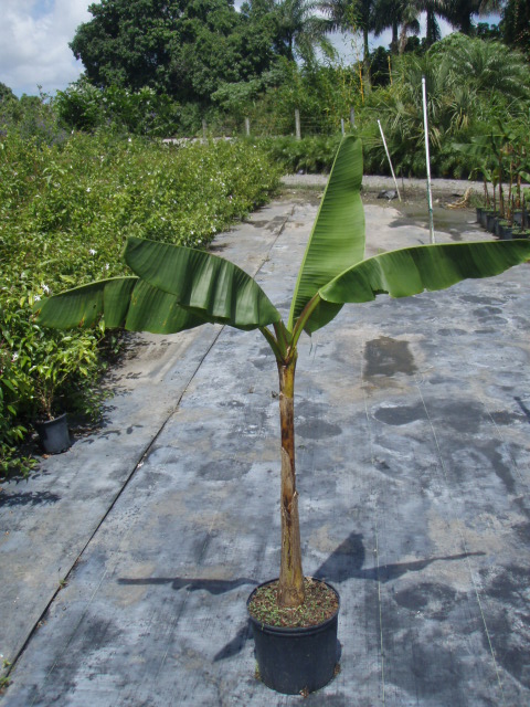 musa-edible-varieties-banana