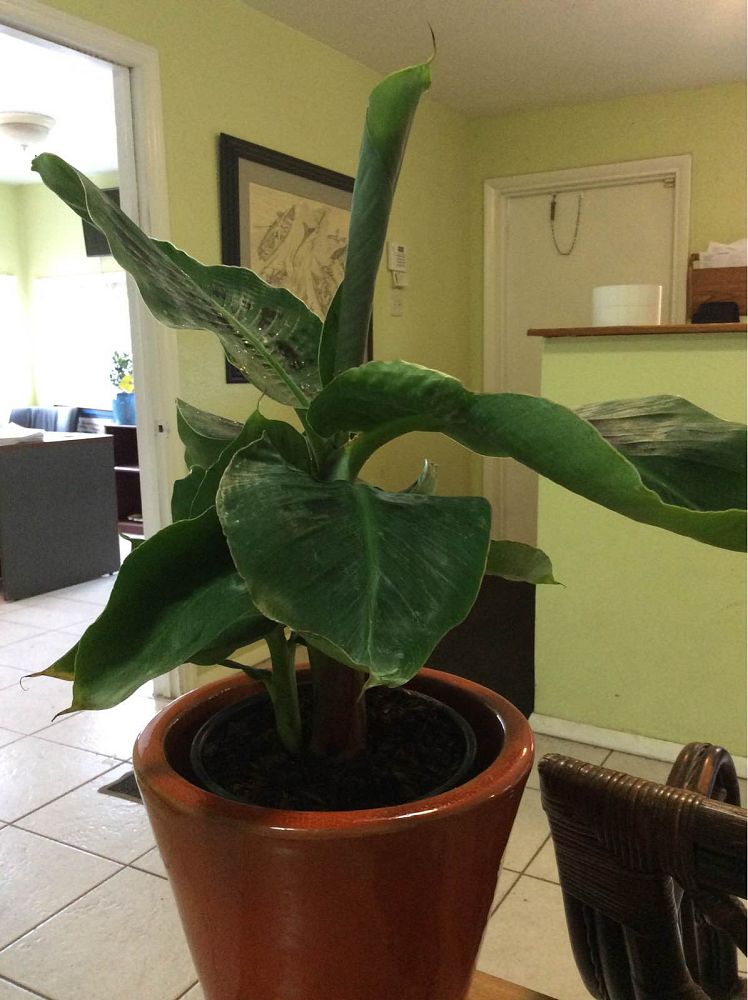 musa-edible-varieties-banana