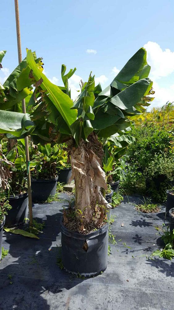 musa-edible-varieties-banana