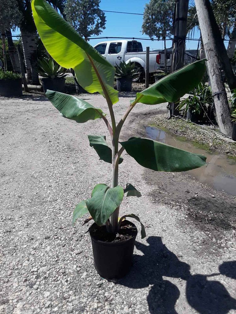 musa-edible-varieties-banana