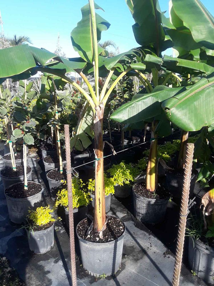 musa-edible-varieties-banana
