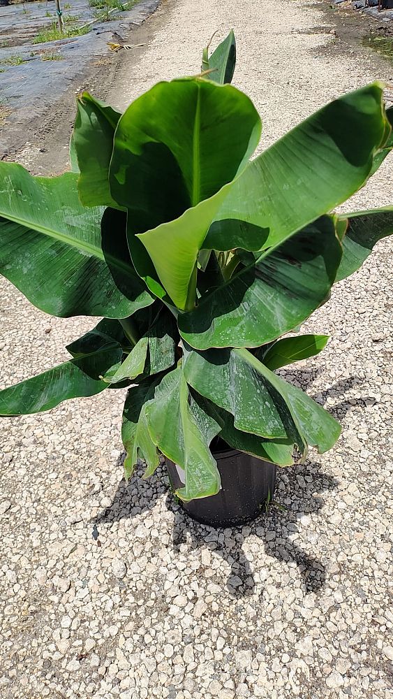 musa-edible-varieties-banana