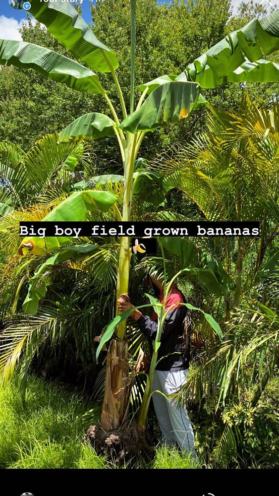 musa-goldfinger-banana