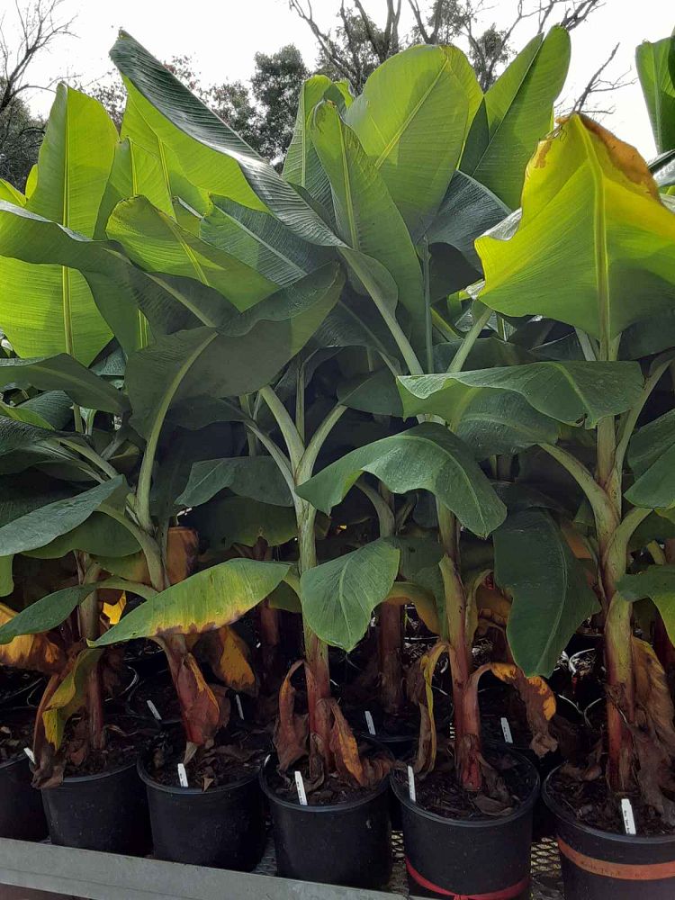 musa-gran-nain-banana
