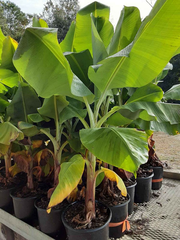 musa-gran-nain-banana